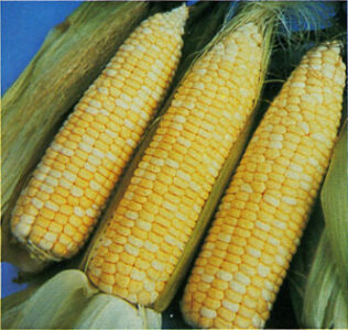 Best Vegetable Varieties of 1983 Image